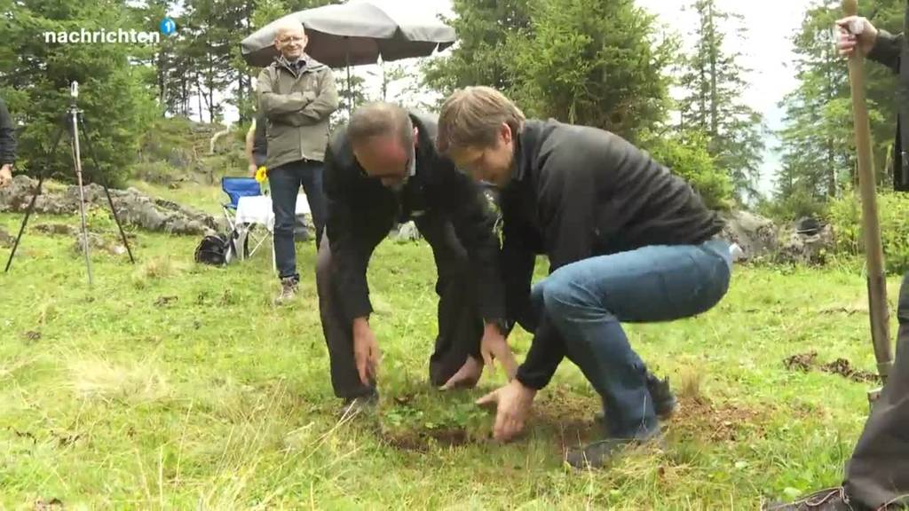 Der Wald breitet sich wieder in den Alpen aus