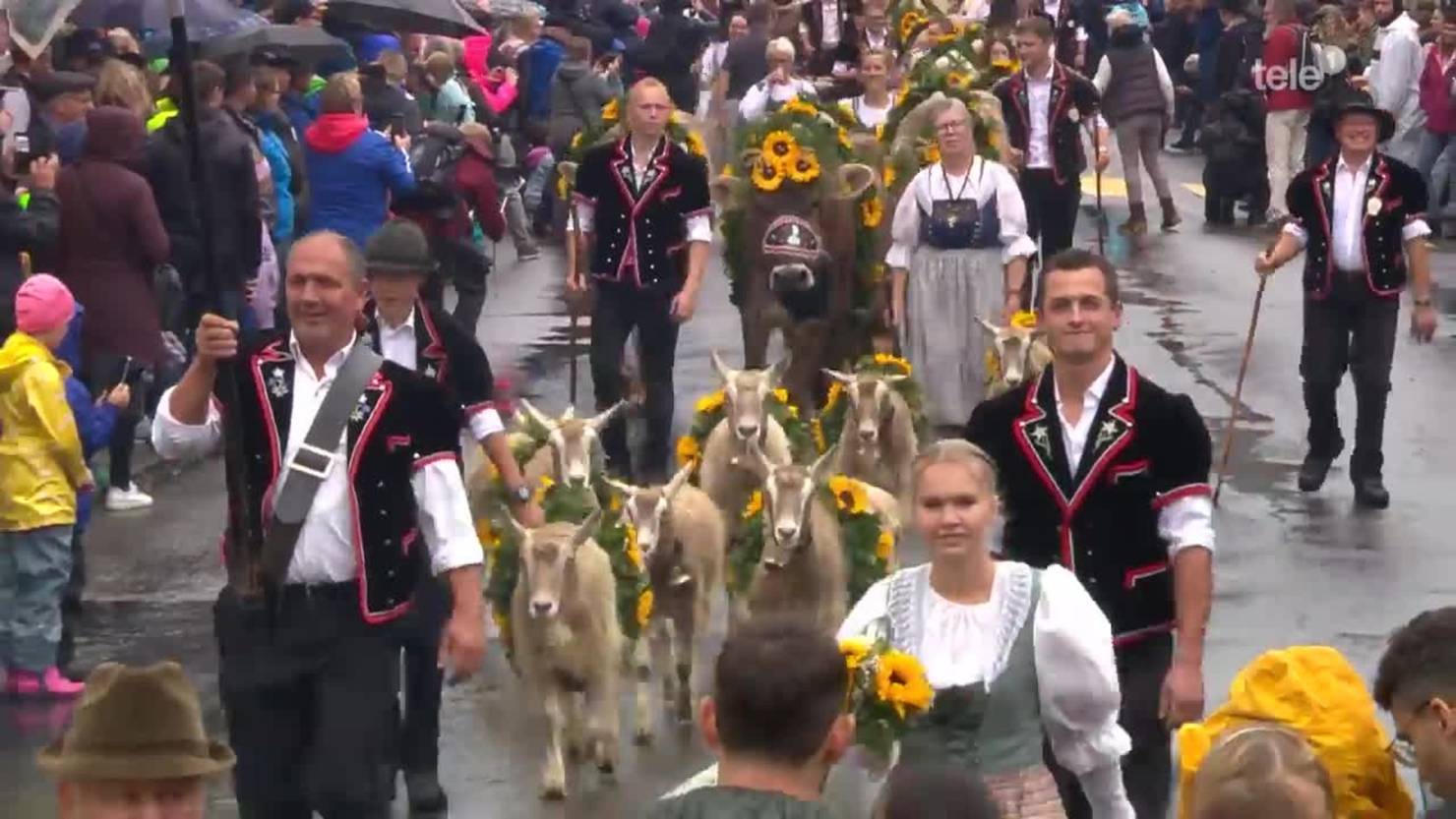 Alpabfahrt Schüpfheim Trotzt Dem Wetter | Tele1