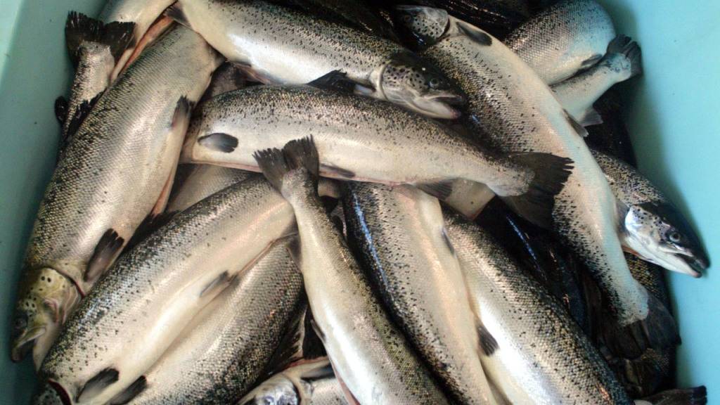 Das Lachszucht-Startup Swiss Blue Salmon holt zwei namhafte Investoren ins Boot. (Symbolbild)