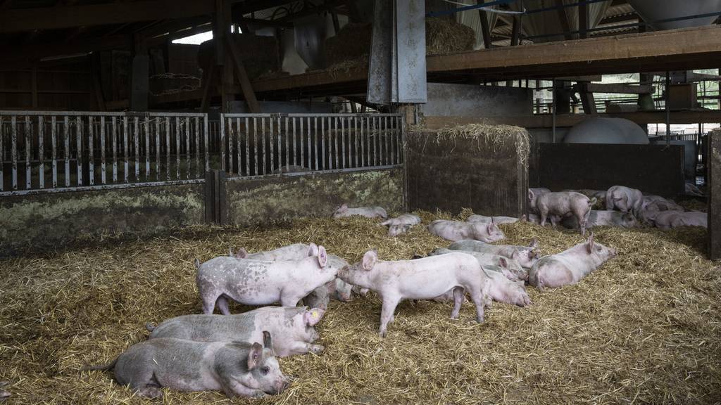 Migros will weniger tierfreundliches Schweinefleisch