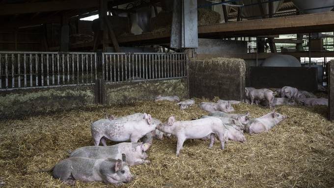 Migros will weniger tierfreundliches Schweinefleisch