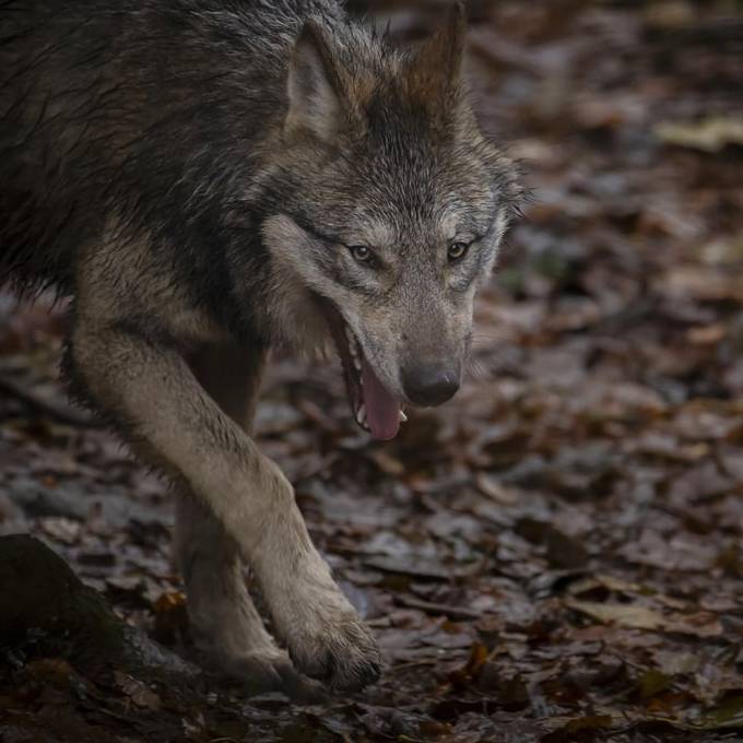 Wolf rennt auf Strasse und wird überfahren