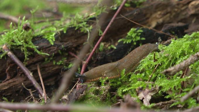 Aargauer Regierung will Naturschutzprogramm Wald nahtlos fortsetzen