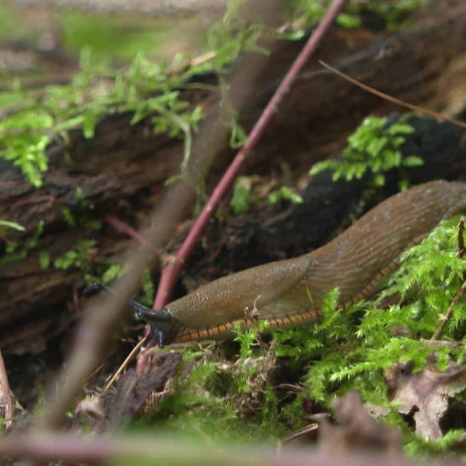 Aargauer Regierung will Naturschutzprogramm Wald nahtlos fortsetzen