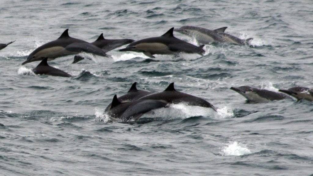 Im Ärmelkanal sind Delfine vielen Schadstoffen ausgesetzt. (Symbolbild)