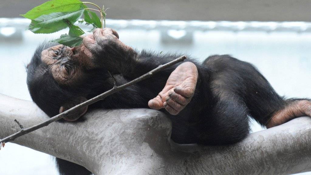 Drohne mit Zweig vom Himmel geholt: Schimpanse in einem Zoo in den Niederlanden (Symbolbild)