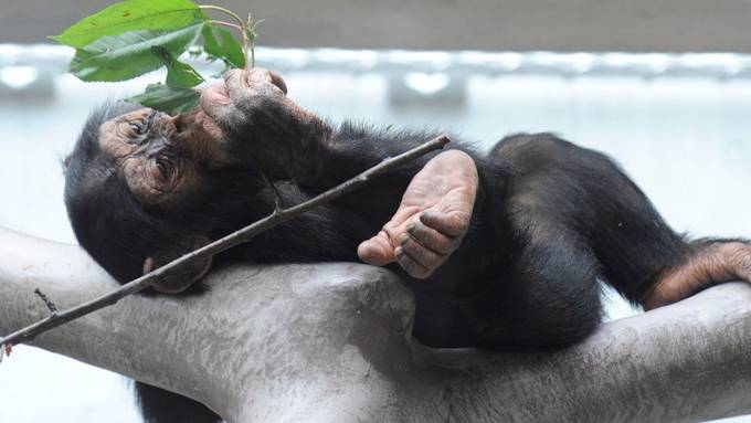 Affe bringt Drohne zum Absturz