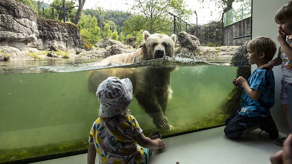 Die Bären im Tierpark Goldau gönnen sich eine Abkühlung. (Archivblid)