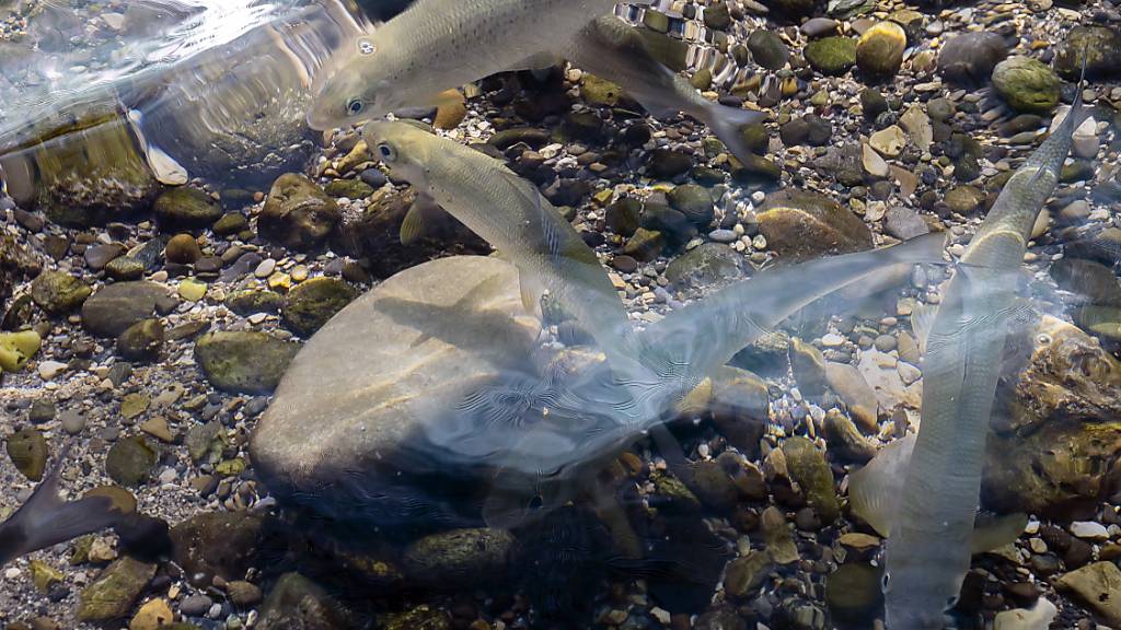 DNA-Analysem ermöglichen genauere Bestimmung der Artenvielfalt von Fischen. (Archivbild)