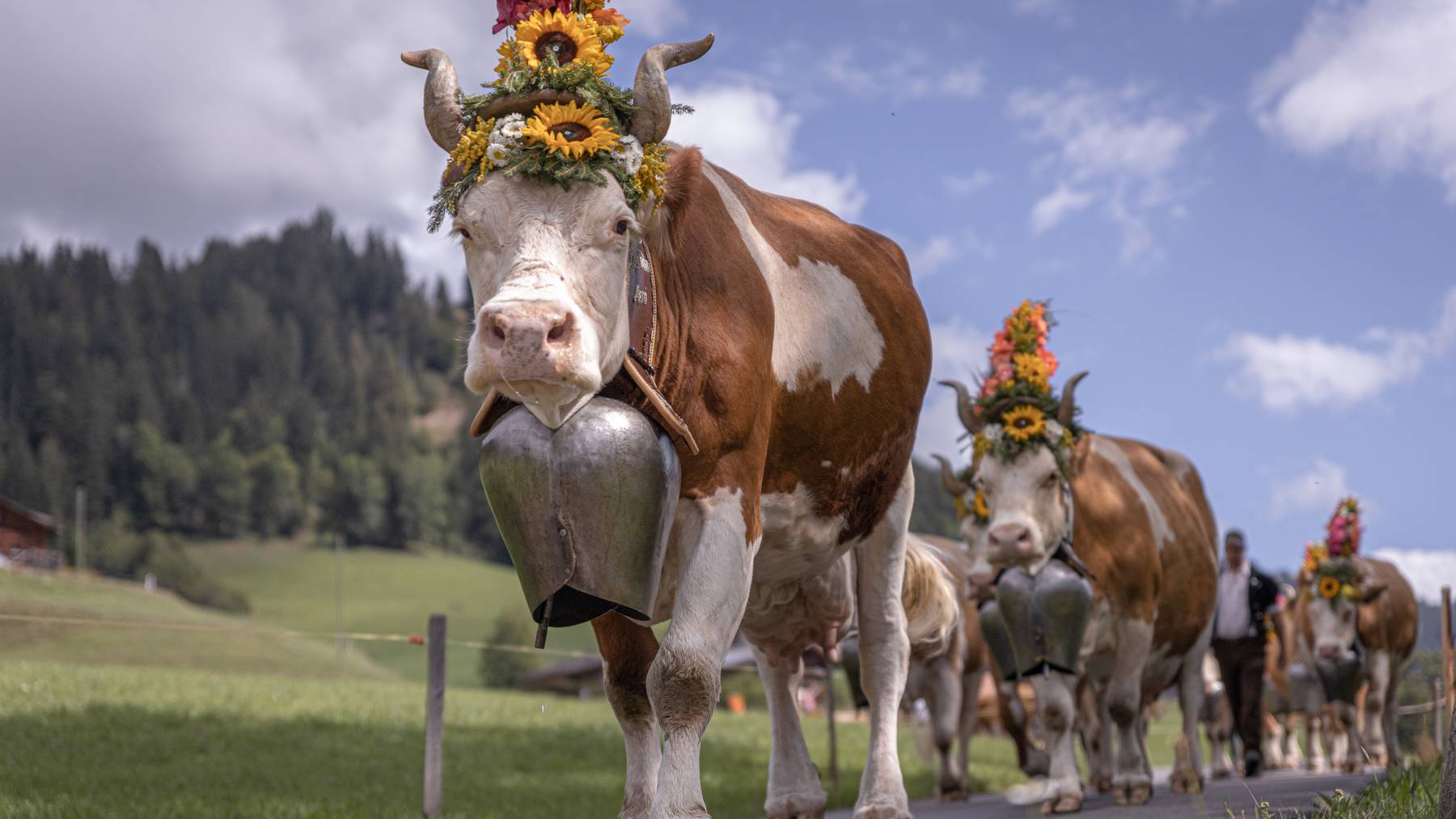 Eine schöne Simmentaler Kuh mit einer grossen «Treichel» und einem schönen Blumengesteckt.