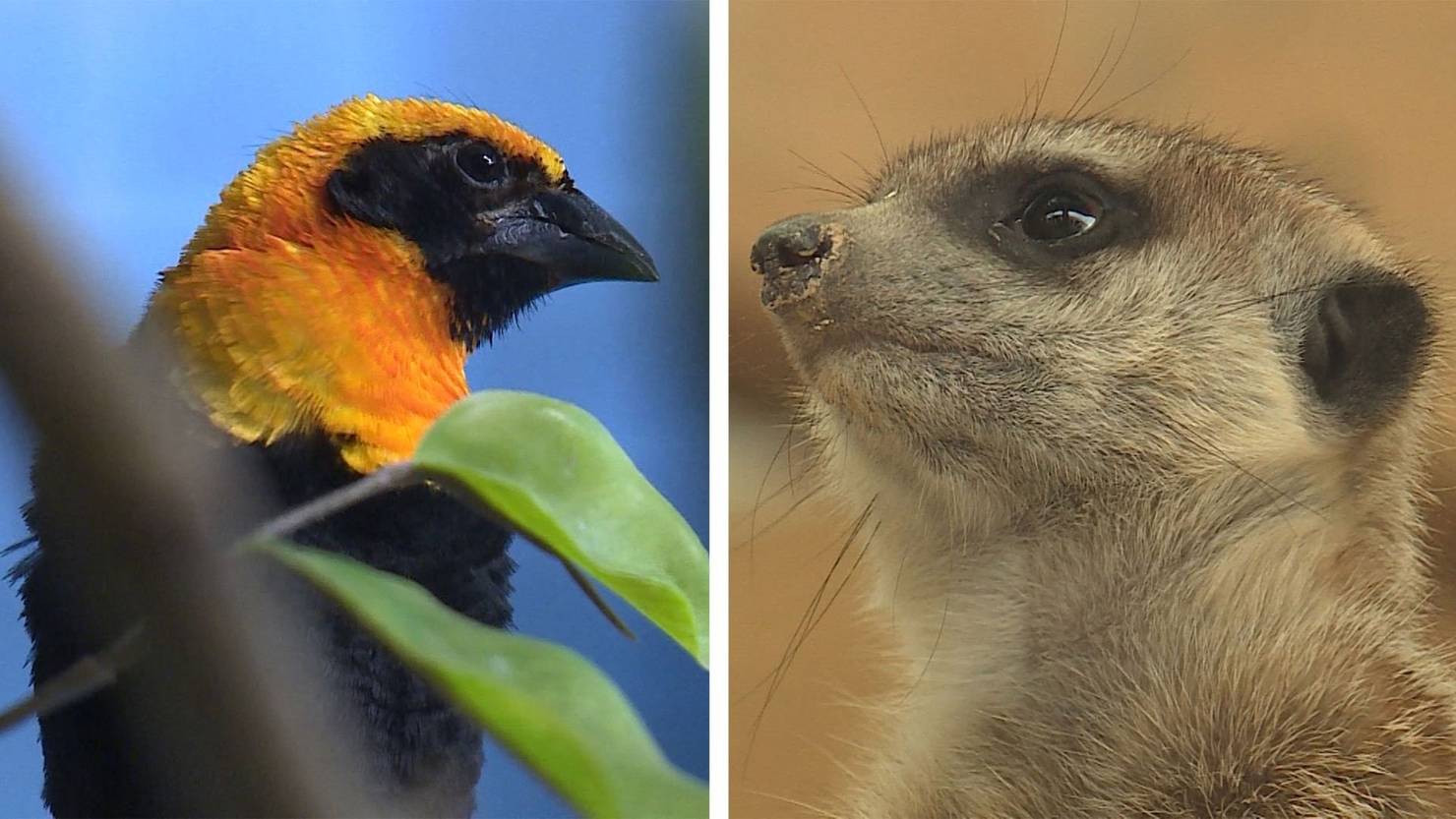 Exotische Vögel / Erdmännchen - Meister der Kommunikation | TeleBaern