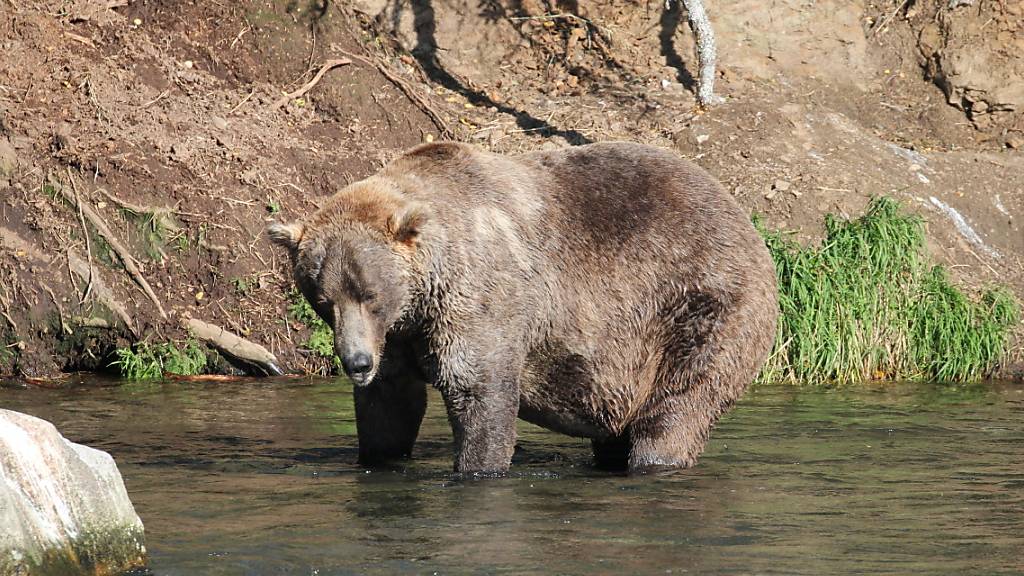HANDOUT - Braunbär Otis steht in einem Fluss. (Aufnahme vom 16. September 2021). «Otis» setzte sich bei der Kür zum fettesten Pelztier des Katmai-Nationalparks durch. Seit einer Woche waren zwölf Braunbären im Rennen um den kuriosen Titel. Online stimmten mehr als 793 000 Menschen aus aller Welt ab. Foto: --/Katmai Nationalpark/dpa - ACHTUNG: Nur zur redaktionellen Verwendung im Zusammenhang mit einer Berichterstattung über die Fat Bear Wahlen in Alaska und nur mit vollständiger Nennung des vorstehenden Credits