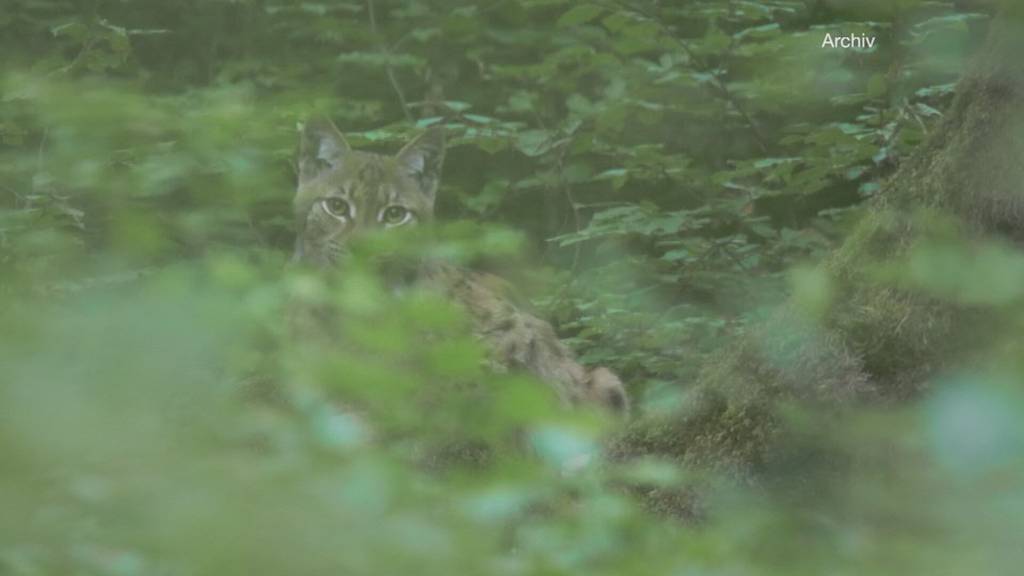 Kanton Schwyz gibt Luchs zum Abschuss frei