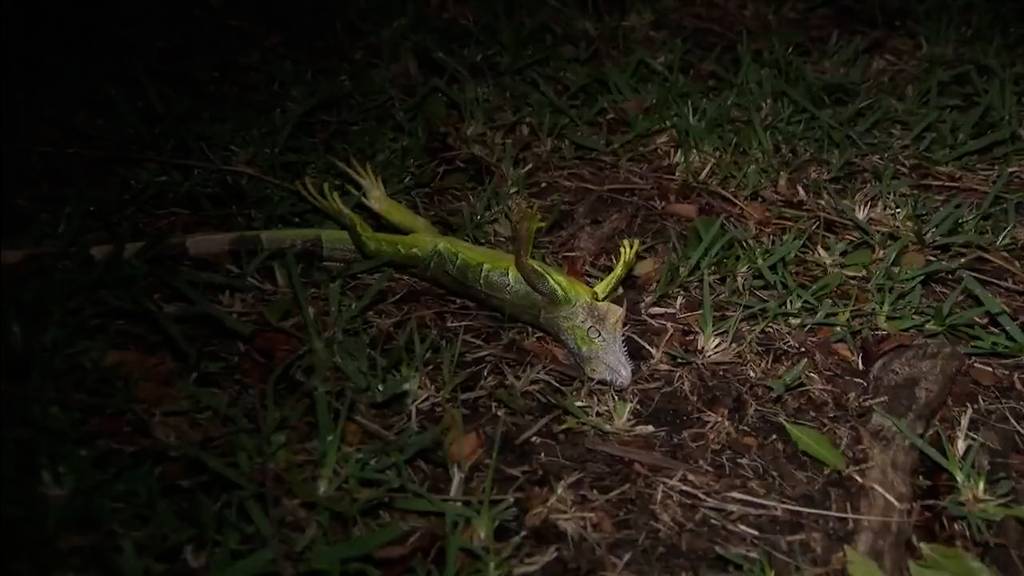 In Florida fallen «gefrorene» Leguane von den Bäumen