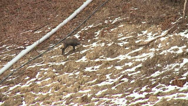 Tourismus und Wildtiere