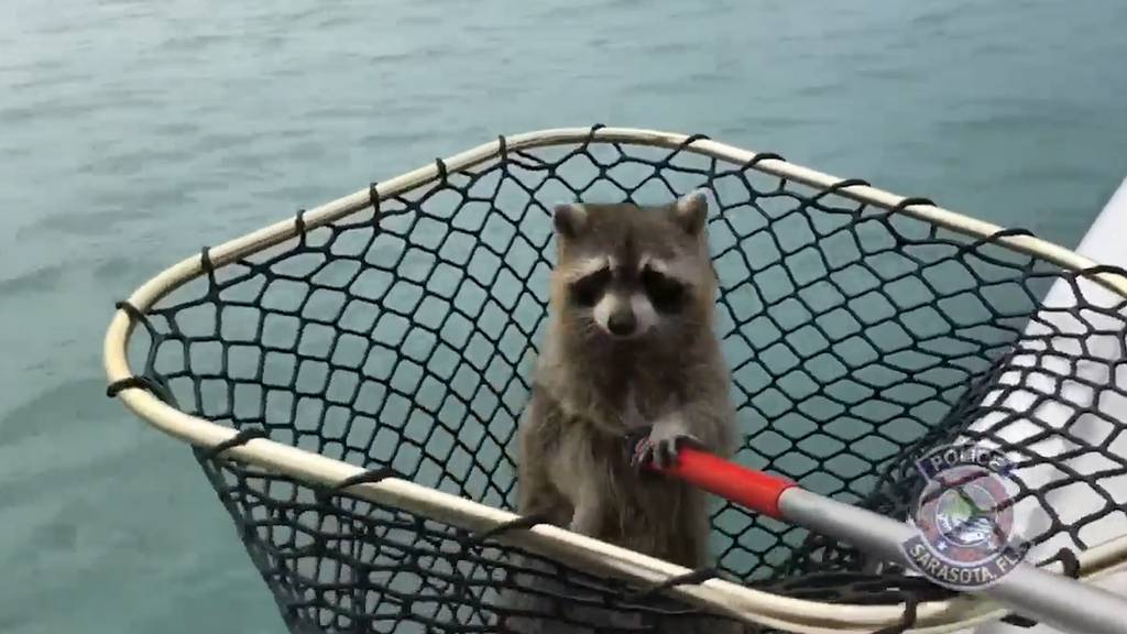 Dieser Waschbär ist ein echter Ausreisser