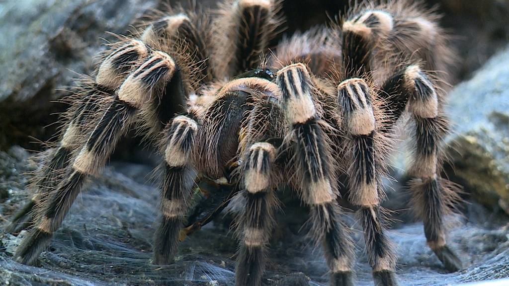 Faszination Vogelspinnen 