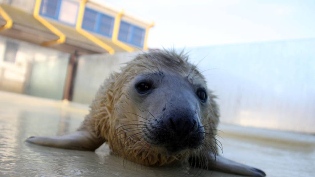 Auf der Nordseeinsel Helgoland sind die ersten Kegelrobbenbabys der Saison zur Welt gekommen. (Archivbild)