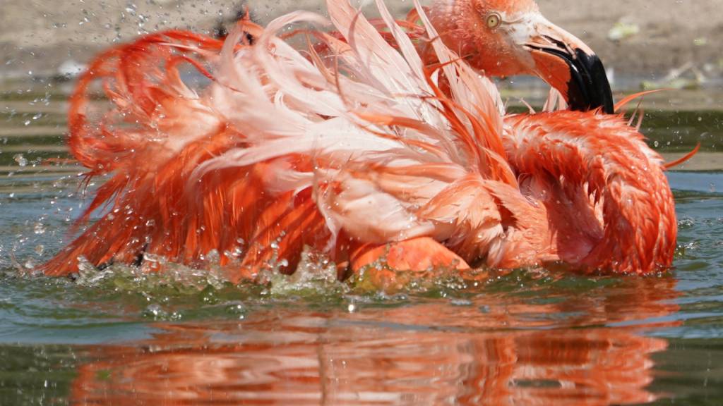Ein Fuchs hat im Wiener Zoo Schönbrunn vor einer Woche fast die gesamte Kolonie an Roten Flamingos gerissen. 13 von 15 Tieren sind tot. (Archivbild)