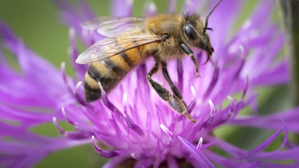 Wild- und Honigbienen fliegen teilweise unterschiedliche Pflanzen an. (Symbolbild)