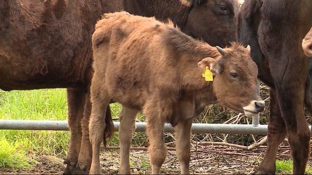 Tierdrama von Boningen