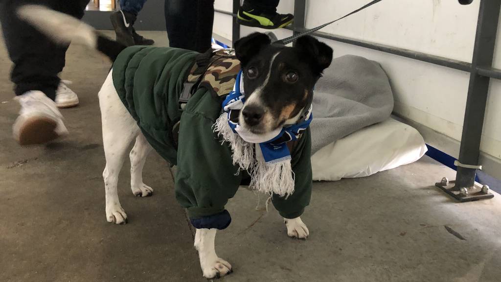 Brauchen Hunde im Winter eine Jacke?