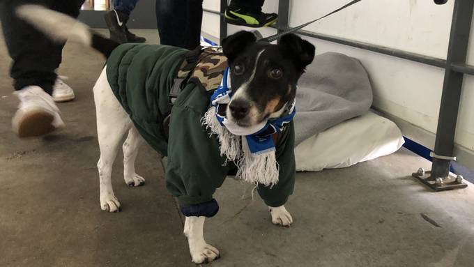 Hundebekleidung im Winter: Schutz oder modischer Firlefanz?