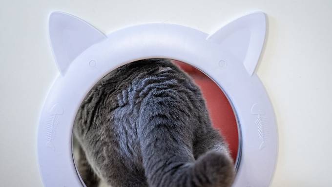 Fast 160 Katzen: Paar in Südfrankreich erhält Tierhaltungsverbot