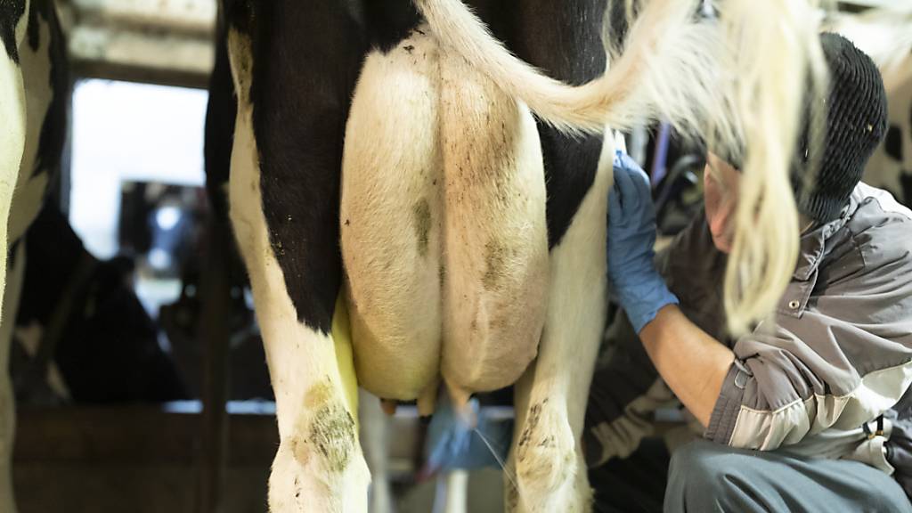 Die Biomilchproduktion in der Schweiz steckt im Dilemma: es gibt immer mehr Bauern, die auf Knospe-Milch umstellen möchten; das können sie aber vorerst nicht, weil die Konsumenten zu wenig Biomilch kaufen. (Themenbild)