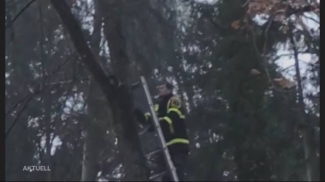 Feuerwehr rettet Katze von Baum