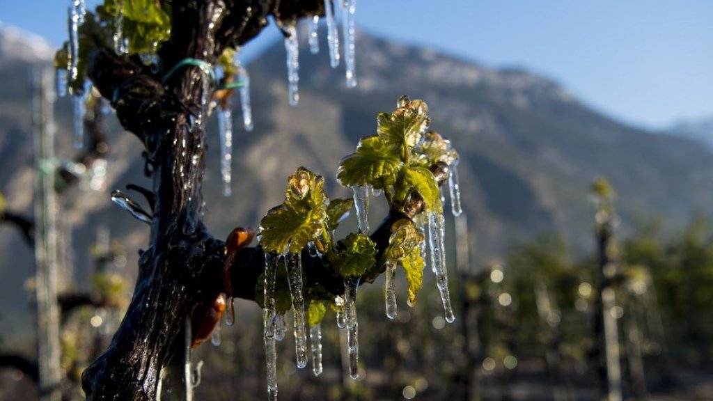 Ein Weinbauer in Saxon VS hat seine Reben zum Schutz vor der Kälte mit Wasser bespritzt.