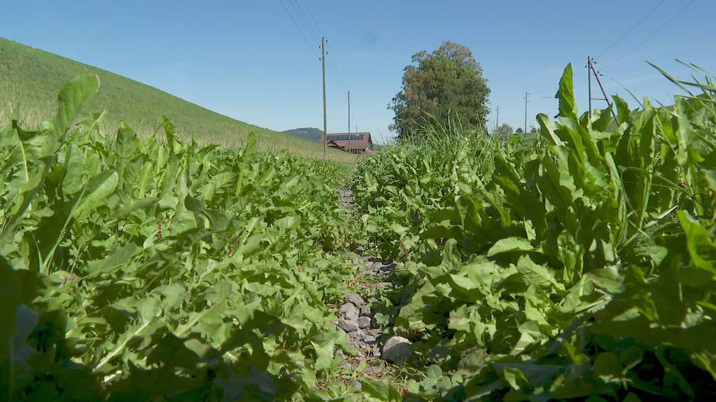 Ein kleiner Weg – und genutzt wird dieser von Wanderern, Bikerinnen, Spaziergängern mit Hunden und der Landwirtschaft. Sie sehen: Konflikte sind da vorprogrammiert. Und die neusten Zahlen des Bundes zeigen: Rund jede zweite Person in der Schweiz geht wandern. Auf Platz zwei der beliebtesten Sportarten folgt das Velofahren. Es braucht also Lösungen, wie man auf diesen Wegen besser aneinander vorbeikommt. Wir schauen uns dies im Kanton Zug an.
