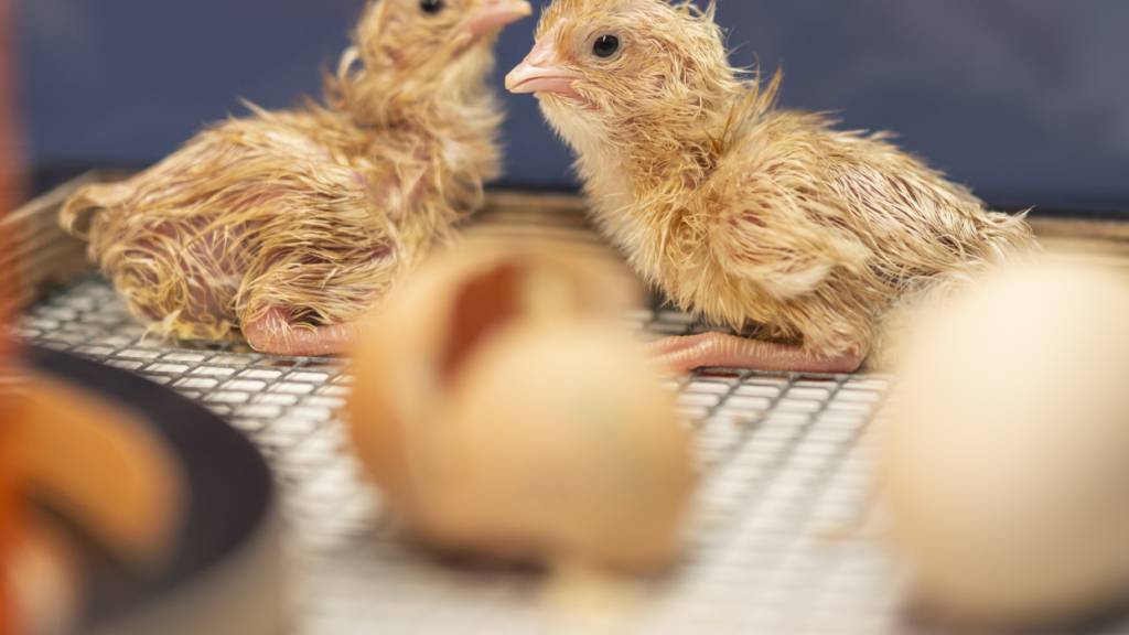 Eine Studie zeigt, dass junge Küken menschliche Nähe suchen - und Streicheleinheiten offenbar geniessen. (Archivbild)