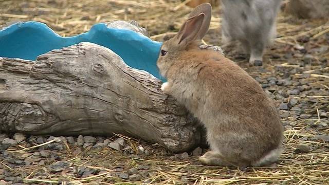 Betreiber des Abtwiler Häslihofs verhaftet