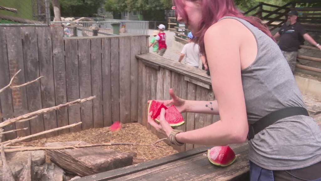 Tiere im Zoo Hasel trotzen der Hitze