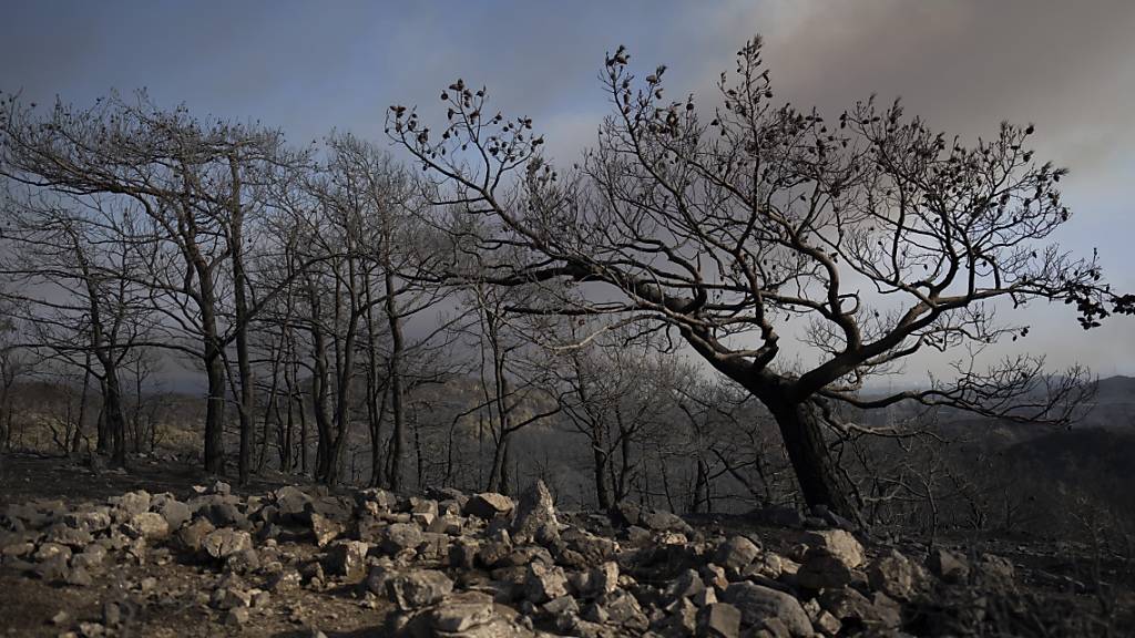 Verbrannte Bäume stehen in der Nähe des Dorfes Asklipio auf der griechischen Ferieninsel Rhodos. Foto: Petros Giannakouris/AP/dpa