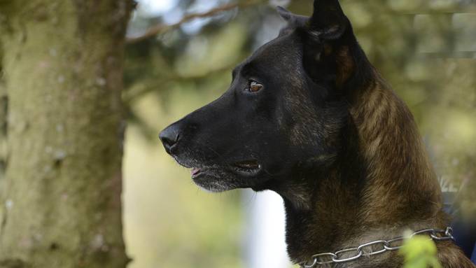 Kanton Zug hält Hundehalter an langer Leine