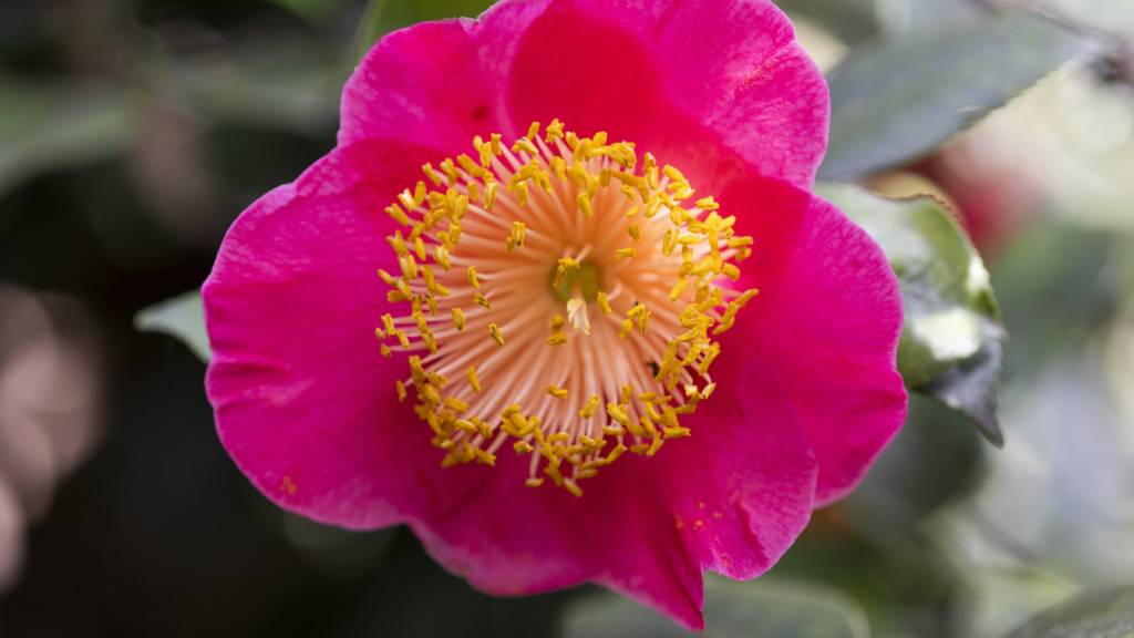 Die Kamelienschau in Locarno steht für das Ende der kalten Jahreszeit. (Archivbild)