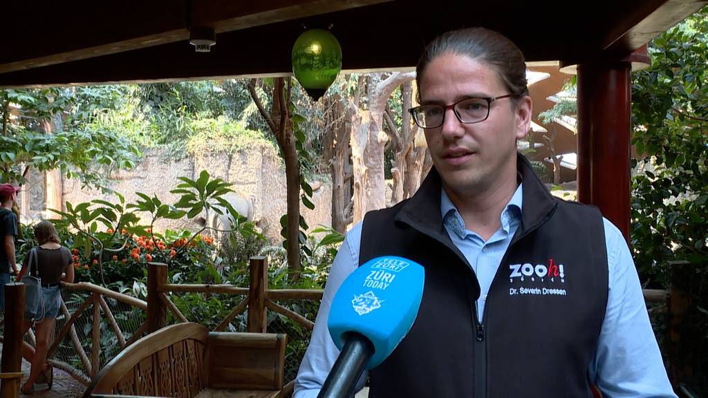 «Ja natürlich ist das emotional»: Zoo Zürich trauert um Elefantenbulle Umesh