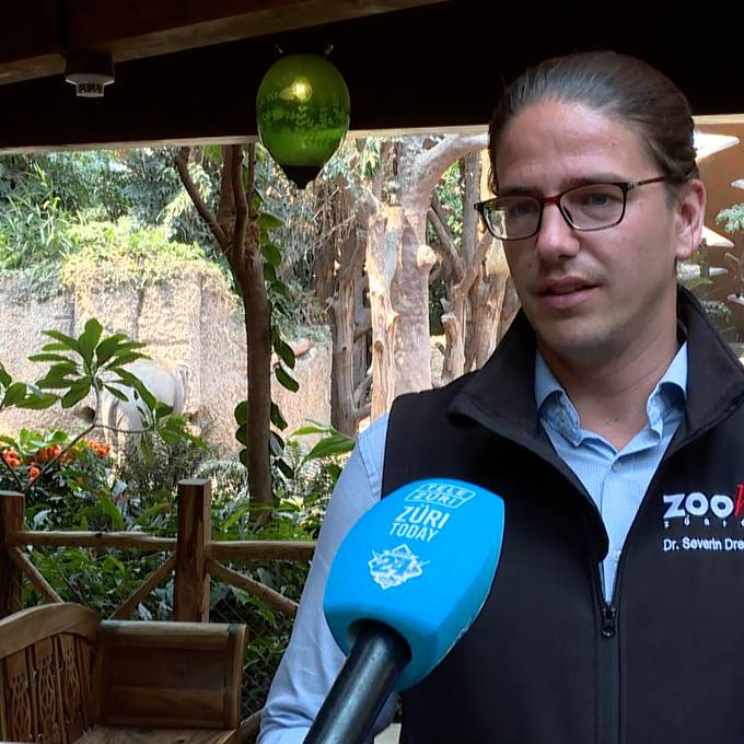 «Natürlich ist das emotional» — Zoo Zürich trauert um Elefanten Umesh