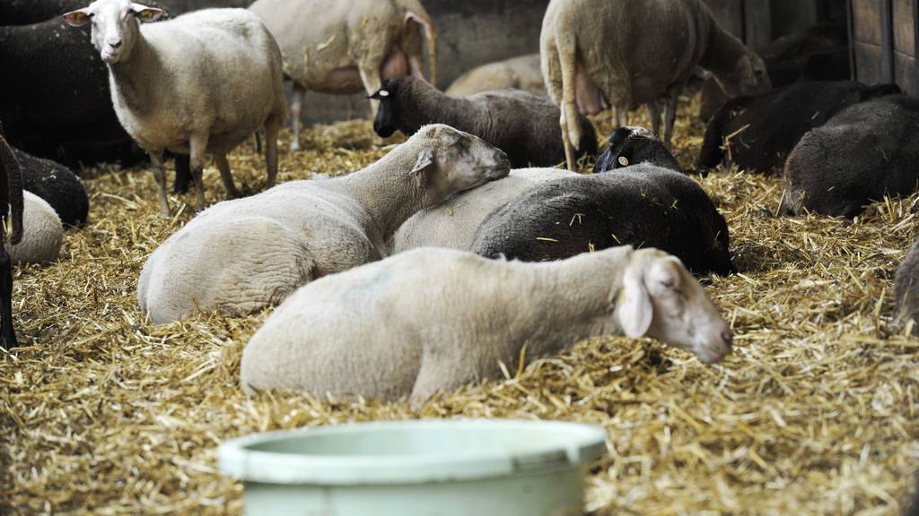 Auf dem Hof von Urs Maier in Iselisberg sind inzwischen 250 Schafe an Botulismus verendet.