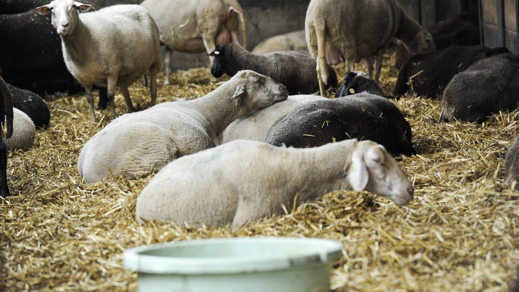 Auf dem Hof von Urs Maier in Iselisberg sind inzwischen 250 Schafe an Botulismus verendet.