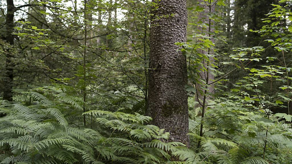 Biodiversität macht Wälder laut einer neuen Studie widerstandsfähiger. (Archivbild)