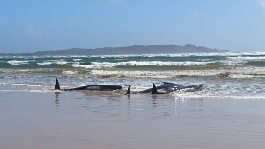 A supplied image obtained on Monday, September 21, 2020, of A pod of whales, believed to be pilot whales, that have become stranded on a sandbar at Macquarie Harbour, near Strahan, on Tasmania's west coast. (AAP Image/Tasmania Police) NO ARCHIVING, EDITORIAL USE ONLY
