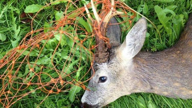 Zäune im Wald gefährden Wildtiere