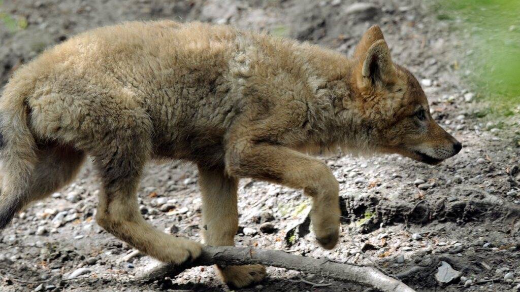 Auch dieses Jahr sollen im Kanton Schwyz junge Wölfe geschossen werden, um den Bestand des Raubtiers zu regulieren. (Archivaufnahme aus dem Zoo Zürich)