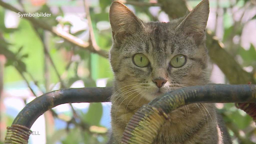 Busse für Frau, die 15 Katzen in ihrer Wohnung in Beinwil am See hielt