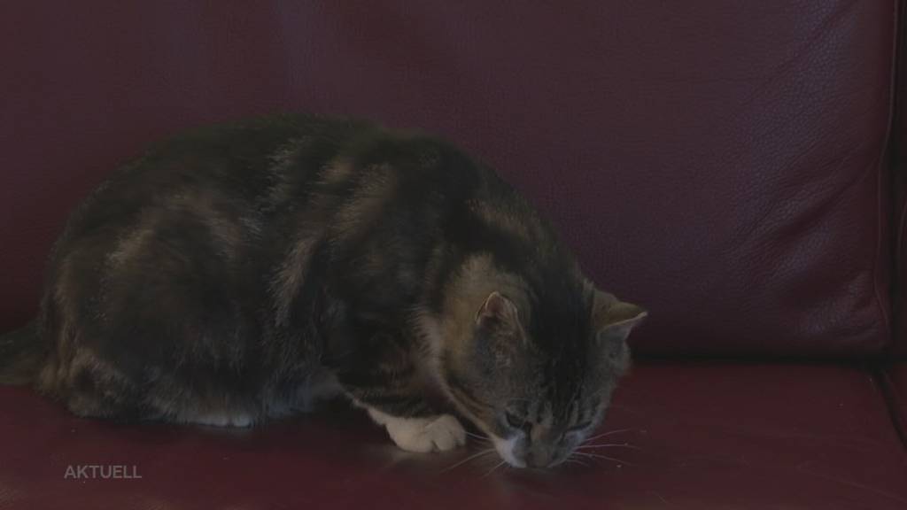 Tierisches Happyend: Wie Kater Charly im Altersheim Reusspark ein neues Zuhause fand