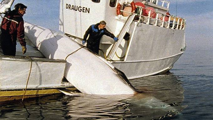 Norwegen startet Walfangsaison