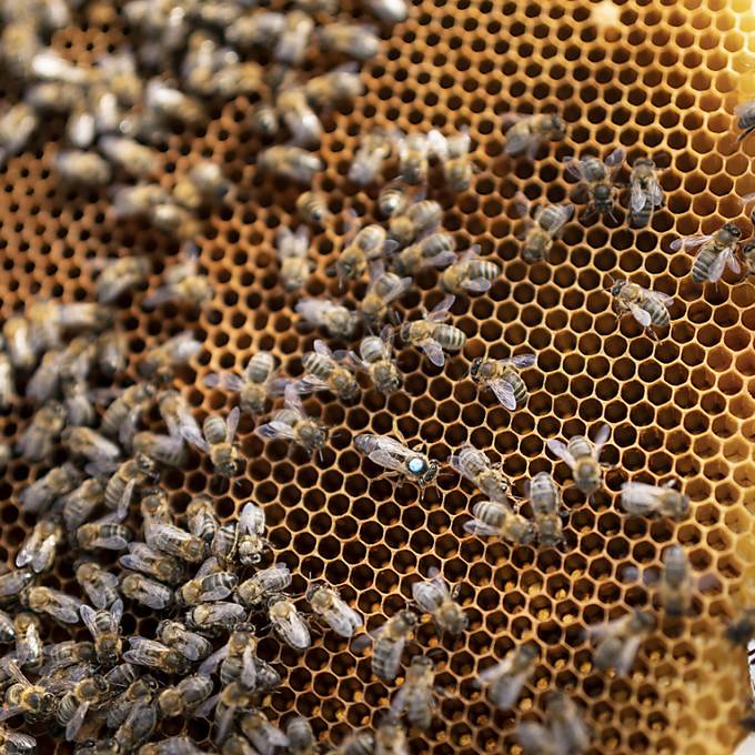 Polizei findet 40'000 gestohlene Bienen in St. Antoni FR